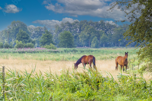 Landscape rural area in stream valley Rolder Diep part Drentsche Aa with meadow in which two brown riding horses can run free and misty forest trees background and sky with cumulus clouds