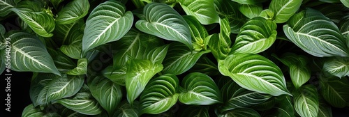 Dieffenbachia Leaves , Hd Background, Background For Computers Wallpaper