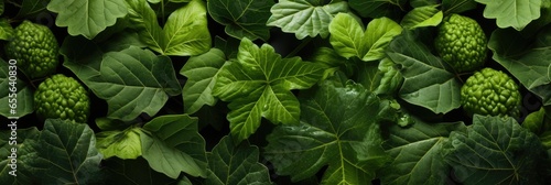 Fig Leaves , Hd Background, Background For Computers Wallpaper