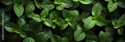 Tulsi Leaves , Hd Background, Background For Computers Wallpaper