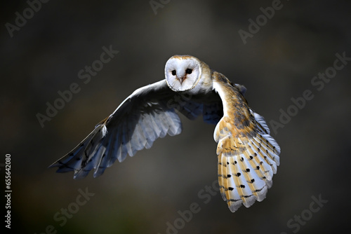 Barn owl // Schleiereule (Tyto alba)