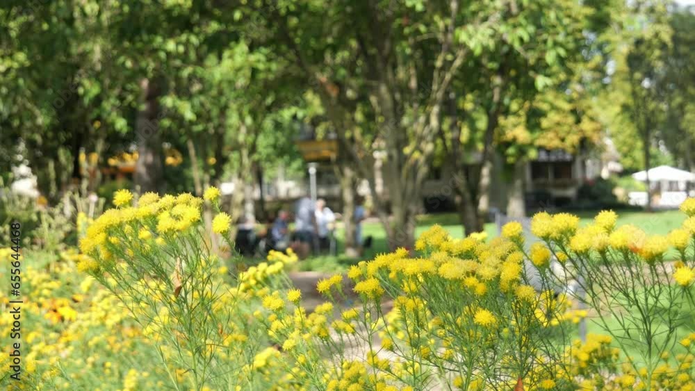 Marigold Flowers Gently Swaying in the Wind at a City Park and People in the Background Enjoying the Beautiful Sunny Day Marigold Flowers Gently Swaying in the Wind at a City Park and People in the Background Enjoying the Beautiful Sunny Day