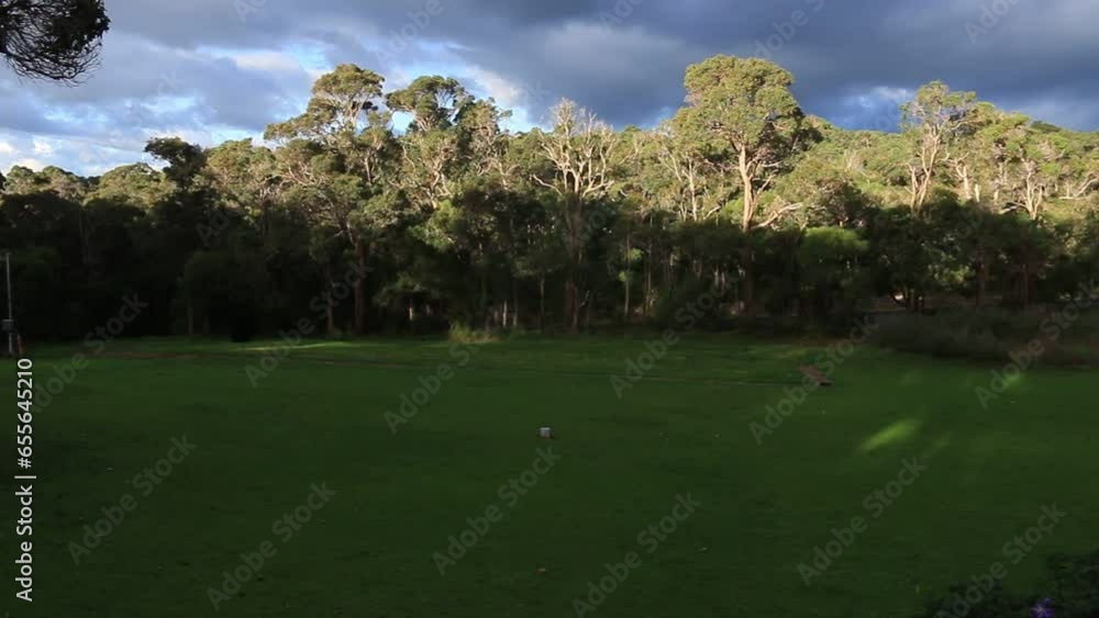 Sunlight Shining On Tall Forest Tree Line Under Dark Stormy Sky, Pan Left Clip Sunlight Shining On Tall Forest Tree Line Under Dark Stormy Sky, Pan Left Clip