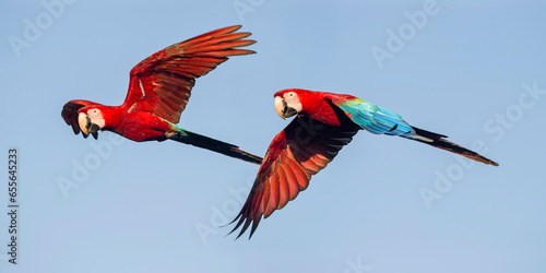 Pair of Red-and-green macaws (Ara chloropterus) in flight. Chapada dos Guimaraes, Brazil.  photo