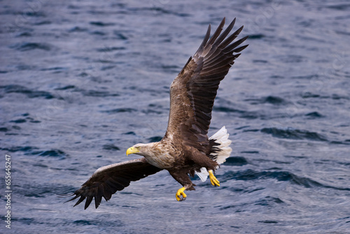 White-tailed Sea Eagle (Haliaeetus albicilla), swooping to take a fish from the water's surface. Loch Na Keal off the Isle of Mull, north west Scotland. 