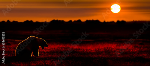 Adult Polar Bear (Ursus maritimus) at sunset. On tundra vegetation on shores of Hudson Bay, Canada (late Sept). (digitally stitched image) 