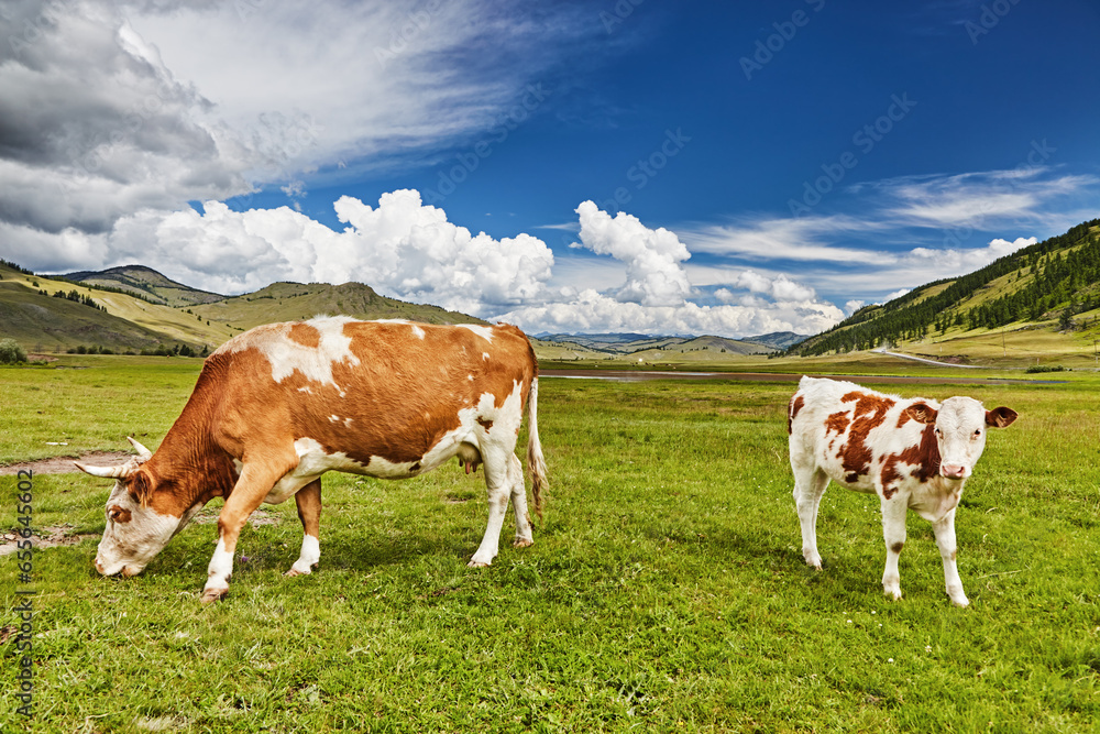 Grazing cows on a green meadow