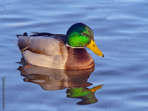 Mallard (Anas platyrhynchos) drake in winter, Norfolk, England, UK. December.  photo