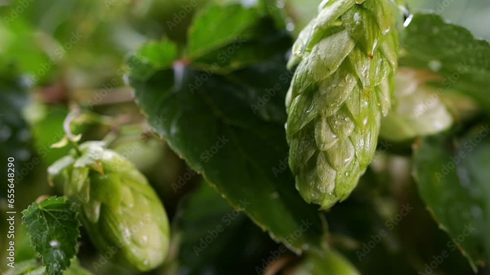 Macro view of a hop cone; droplet trickling down in slow-motion amidst cool lighting and contrasting background. Macro view of a hop cone; droplet trickling down in slow-motion amidst cool lighting and contrasting background.