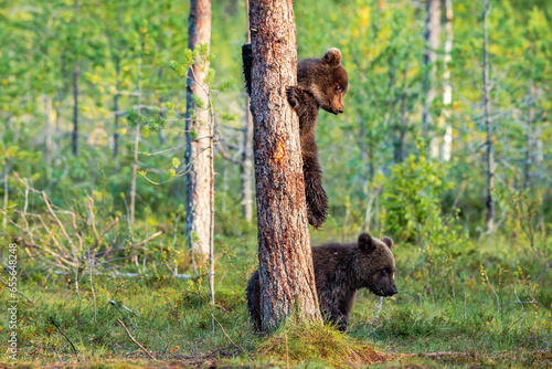 brown bear in the woods