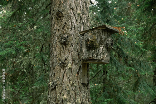  birdhouse on a tree made of an old stump overgrown with moss