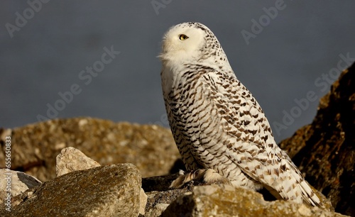 The Snowy owl (Bubo scandiacus), also known as the polar owl, the white owl and the Arctic owl on the shore Lake Michigan in winter during migration from the north