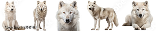 arctic wolf collection (sitting, standing, portrait, side view, lying), animal bundle isolated on a white background as transparent PNG photo
