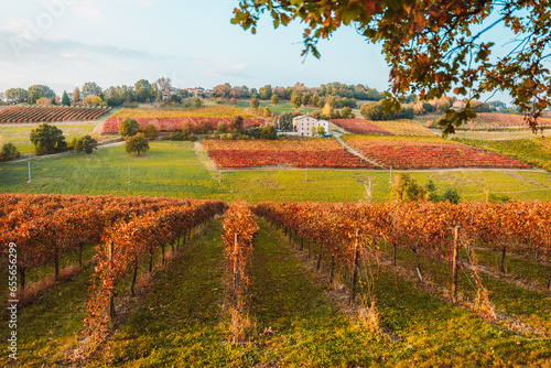 Castelvetro, Emilia Romagna, Italy. vineyards and hills in autumn photo