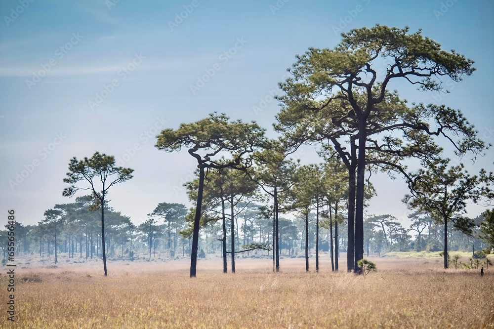 Obraz premium trees in the meadow