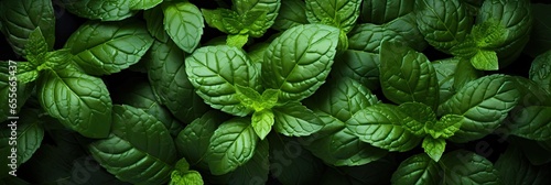 Mint leaves, Best Website Background, Hd Background, Background For Computers Wallpaper