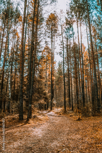 A path through the forest on an autumn day, a natural tunnel of colorful trees, soft light. An idyllic autumn scene. Pure nature, ecology, seasons. Atmospheric landscape. Selective focus. © Nikita