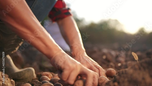 potatoes agriculture. farmer a selects potato harvest next to bag on agricultural field in soil. agriculture business concept. farmer lifestyle works storing potatoes in the field