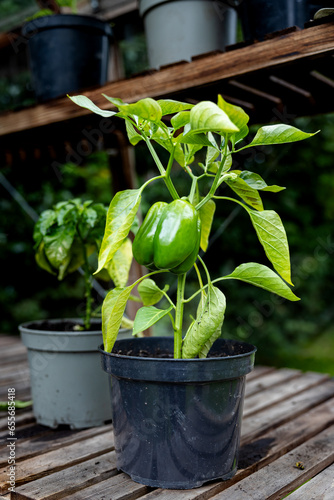 Potted pepper plant growing in a greenhouse in the UK with a single green pepper, the plant is on staging, with a chilli plant in the background