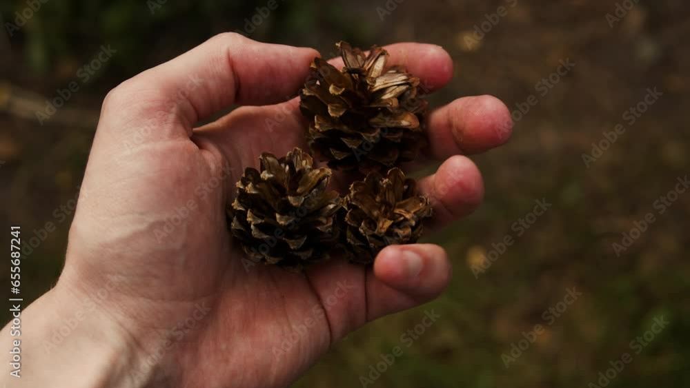 Travel and hiking along the forest path in autumn season. Young man walking in woods. Traveler walking in sunny forest. Low section view. Adventure and exercising. Travel and hiking along the forest path in autumn season. Young man walking in woods. Traveler walking in sunny forest. Low section view. Adventure and exercising.