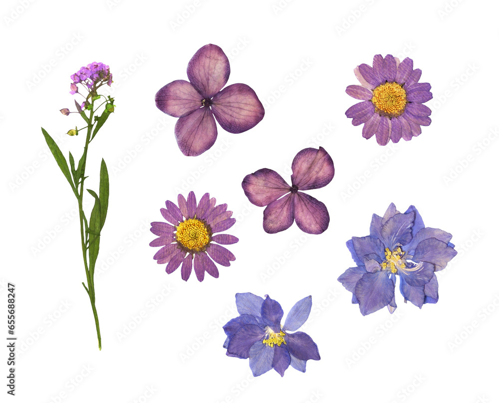 Dry flowers isolated on white or transparent background