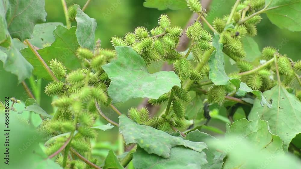 Rough cocklebur ( Xanthium strumarium) on garden, seed are medicinal, herbs Rough cocklebur ( Xanthium strumarium) on garden, seed are medicinal, herbs
