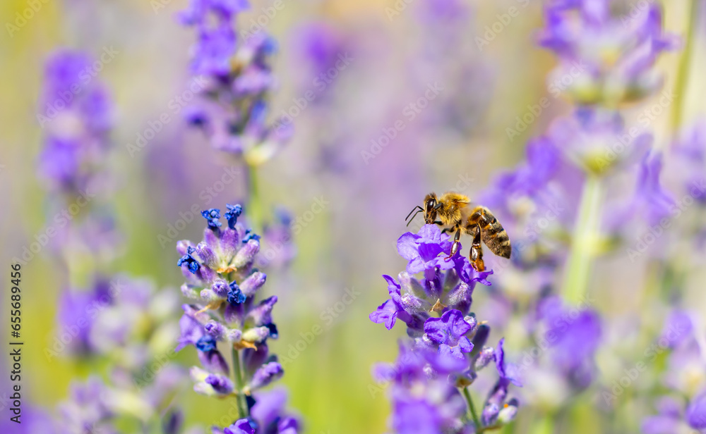 Spring lavender flowers under sunlight. Bees pollinate flowers and collect pollen. Lavender honey. Beautiful landscape of nature with a panoramic view. Hi spring. long banner Spring lavender flowers under sunlight. Bees pollinate flowers and collect pollen. Lavender honey. Beautiful landscape of nature with a panoramic view. Hi spring. long banner