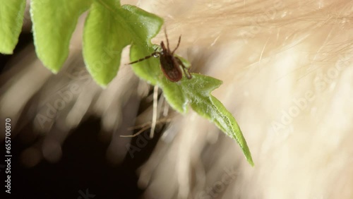 Tick on leaf climbs onto passing host using outstretched front legs, questing photo