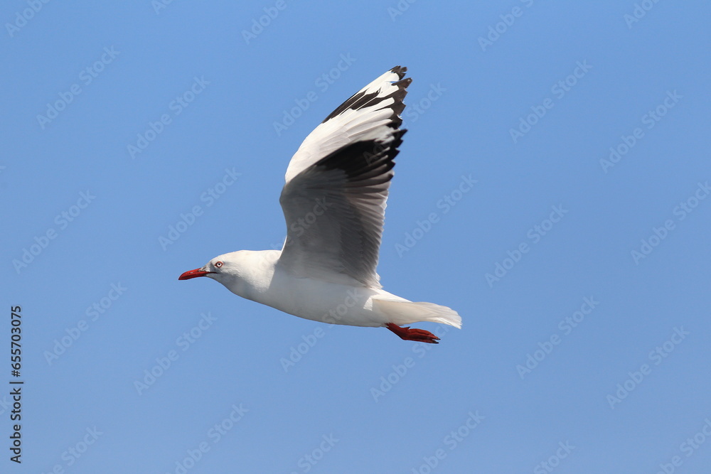 The silver gull (Chroicocephalus novaehollandiae) is the most common gull of Australia. The silver gull (Chroicocephalus novaehollandiae) is the most common gull of Australia.