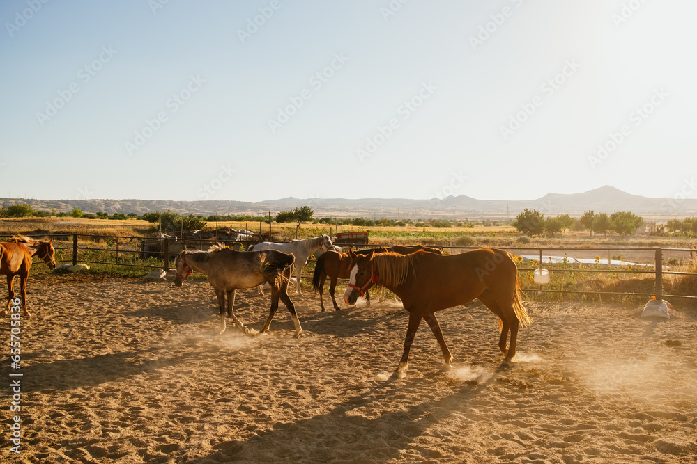 Horses in a Corral at Golden Hour Horses in a Corral at Golden Hour