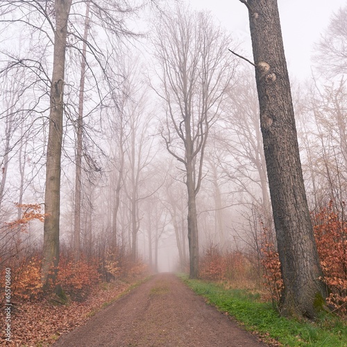 path in the woods