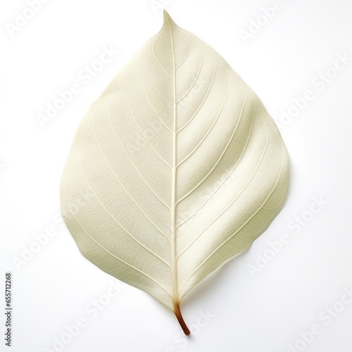 Isolated Magnolia Leaf with Intricate Veining Ready for Creative Exploration