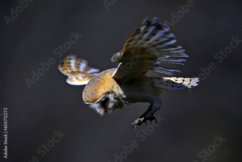 Barn owl // Schleiereule (Tyto alba) photo