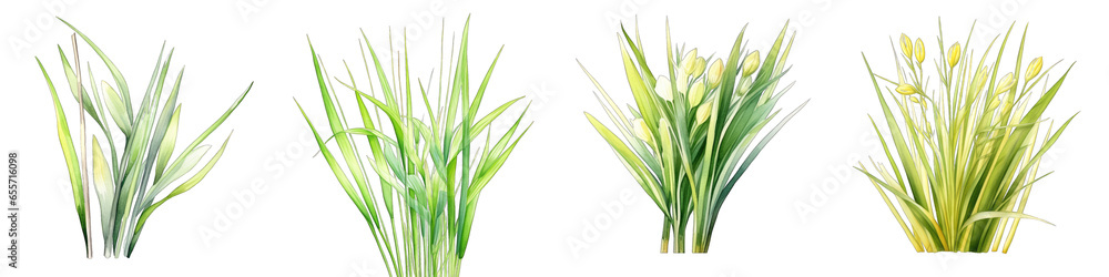 Lemon grass  Botanical View On A Clean White Background Soft Watercolour Transparent Background