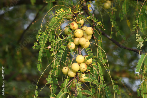 Gooseberry fruits on tree