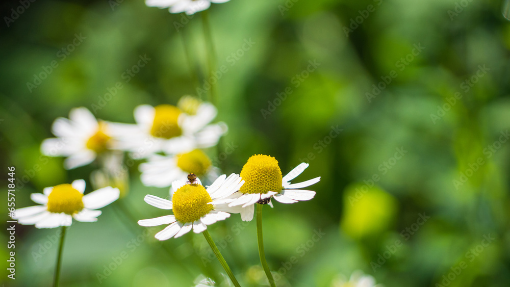 A beautiful postcard with blooming chamomile flowers on a background of greenery. Wild chamomile flowers close-up A beautiful postcard with blooming chamomile flowers on a background of greenery. Wild chamomile flowers close-up