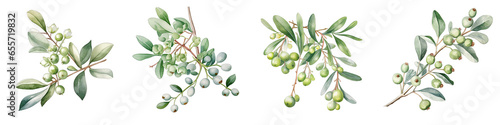 Mistletoe  Botanical View On A Clean White Background Soft Watercolour Transparent Background
