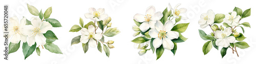 Mock Orange  Botanical View On A Clean White Background Soft Watercolour Transparent Background