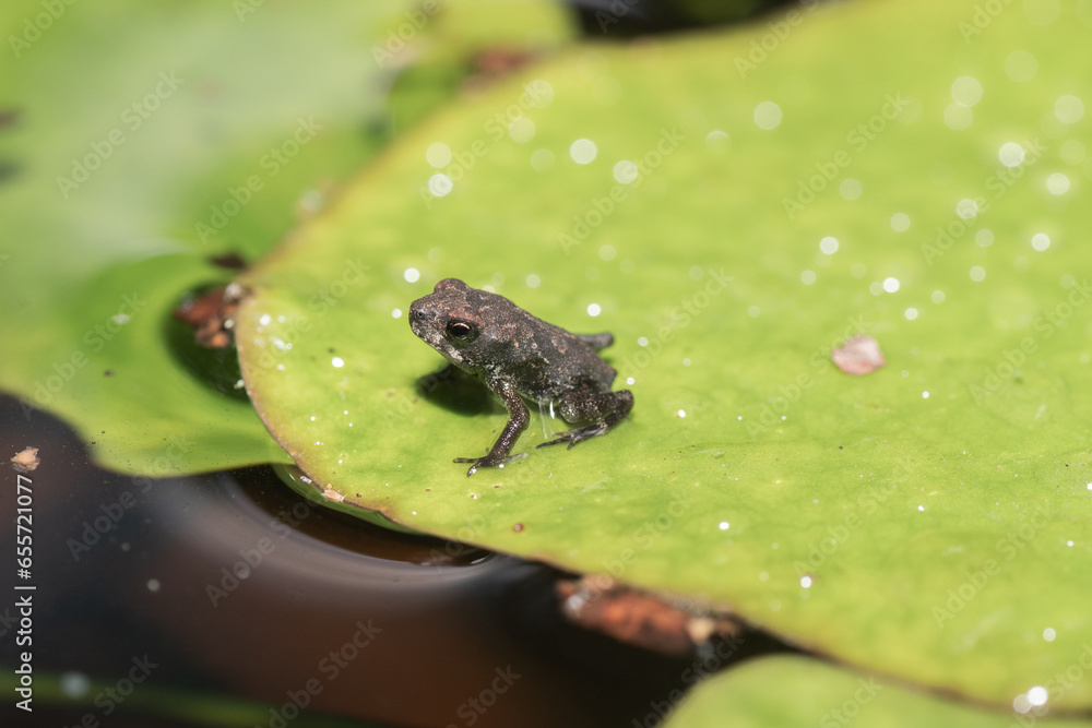 Obraz premium A toad rests on a lily pad during a Texas summer.