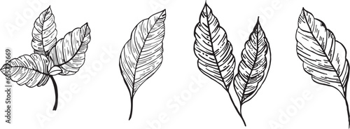 Minimalism vector branches. Graphic leaves for tattoos, invitations. black and white leaves. Set line art. Vector illustration of autumn leaves. Lemon leaves vector