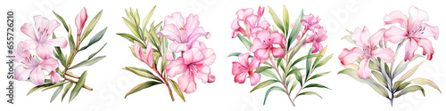 Oleander Botanical View On A Clean White Background Soft Watercolour Transparent Background
