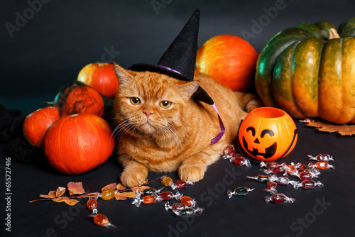 Bilde på lerret Red cat in witch hat protecting halloween candy on black