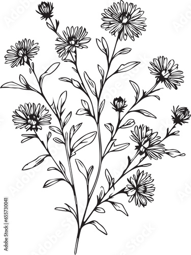 Aster flower vector, elements summer collection, hand-painted violet flower coloring pages, vector sketch, pencil art aster flower, vintage floral design wildflowers with coloring book for adults