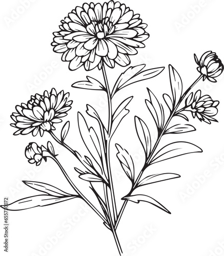 Aster flower art, vector illustration of a font view aster flower, in hand-drawn botanical spring elements natural collection line art for coloring page, Realistic flower coloring pages, aster flower 