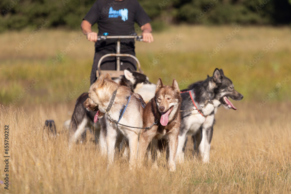 Man with husky Greenland dogs mushing in a green forest - obrazy, fototapety, plakaty 