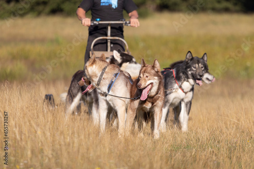 Man with husky Greenland dogs mushing in a green summer field photo