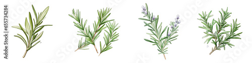 Rosemary Botanical View On A Clean White Background Soft Watercolour Transparent Background