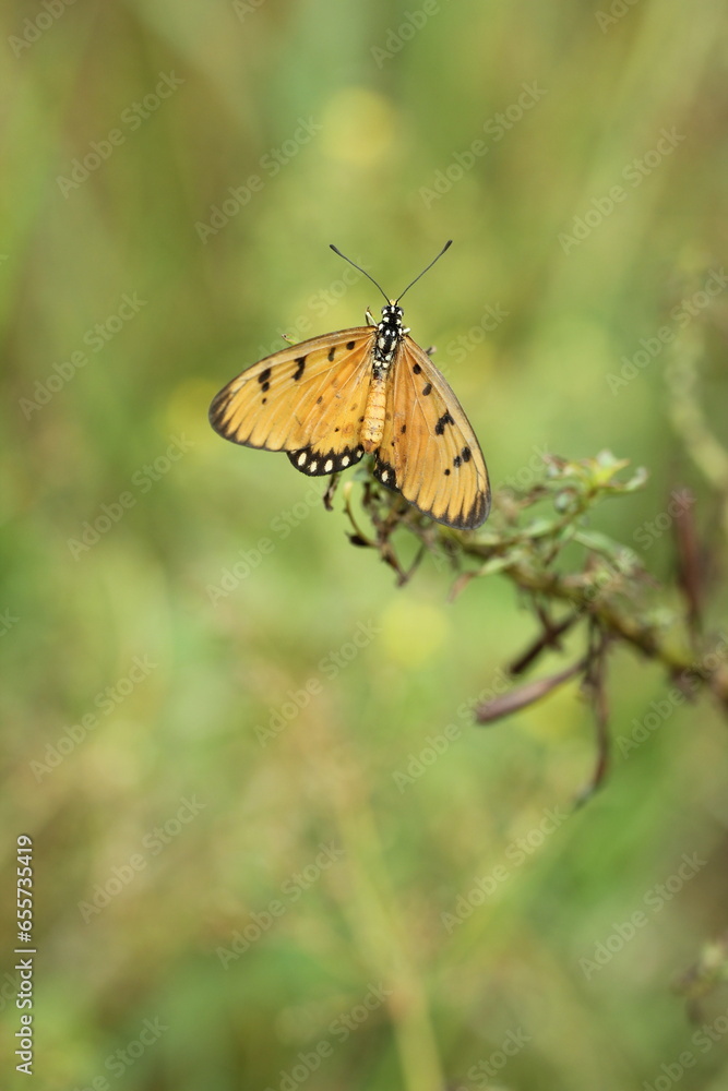 Obraz premium Butterflies, beautiful butterflies, beautiful butterflies perched on the grass