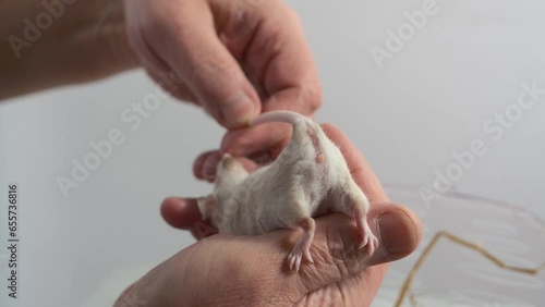 A mouse on a human hand, Sex determination in mice, genitals of a female mouse, zoology, animal and human. Offspring.