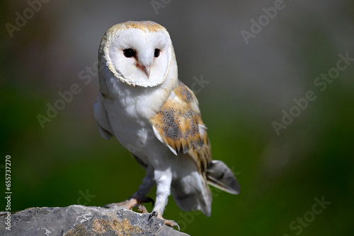 Barn owl // Schleiereule (Tyto alba) © bennytrapp